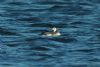 Long-tailed Duck at Paglesham Lagoon (Steve Arlow) (59532 bytes) Long-tailed Duck at Paglesham Lagoon (Steve Arlow) (59532 bytes)